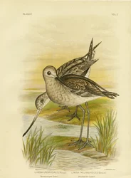 オグロシギ、1891年
